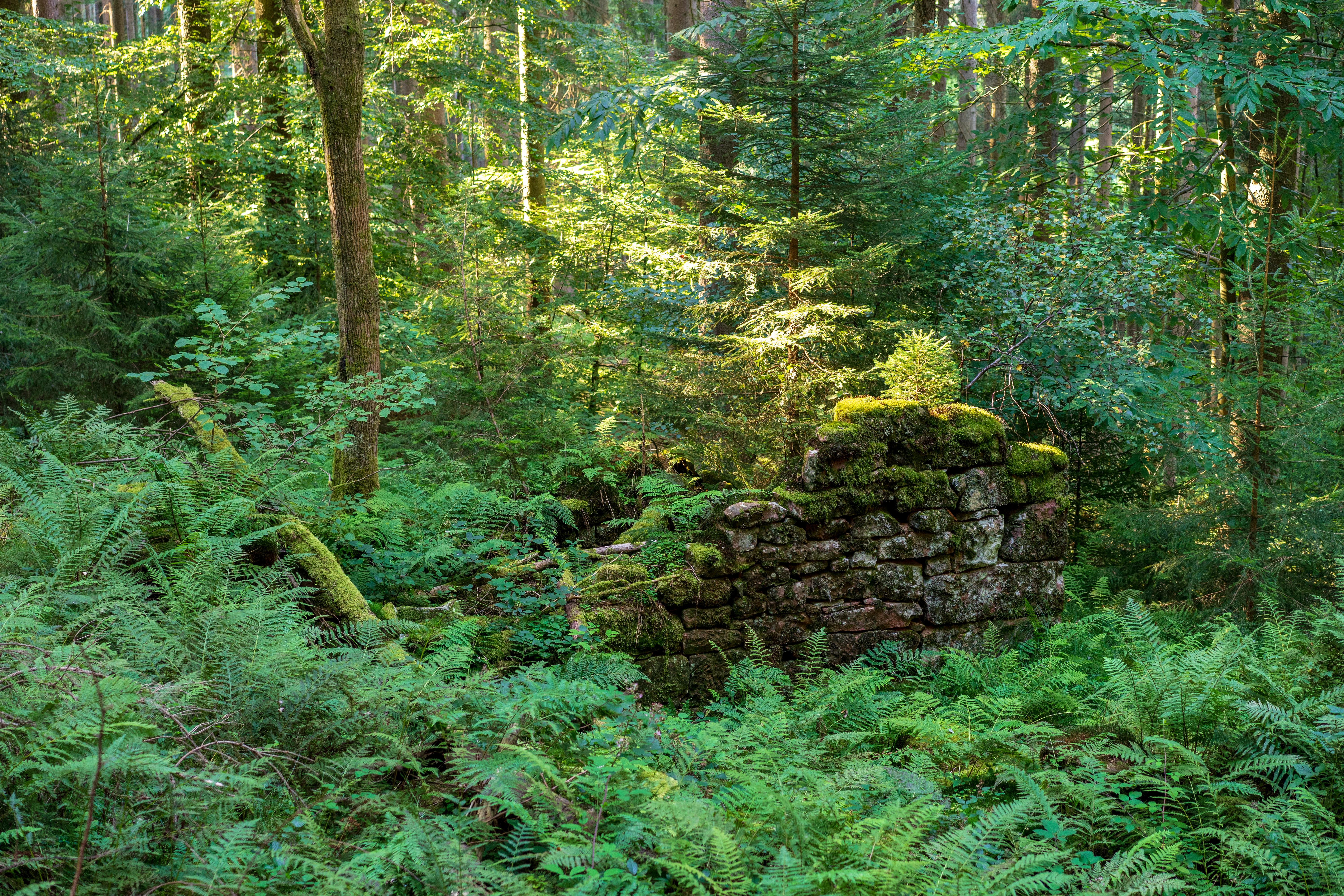 Wüstung Ferdinandsdorf © Roman Eisele