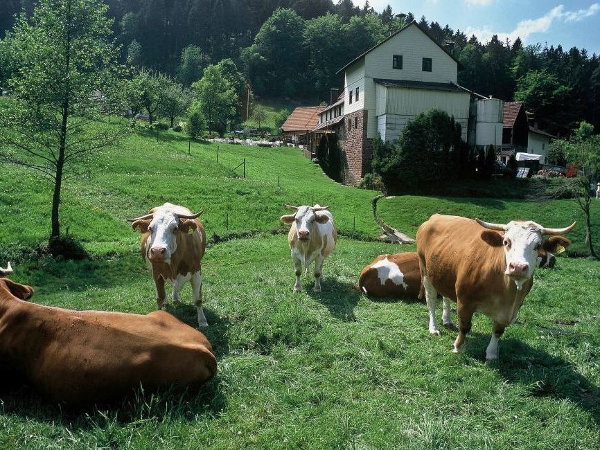 Holzners Mühle im Oberhöllgrund