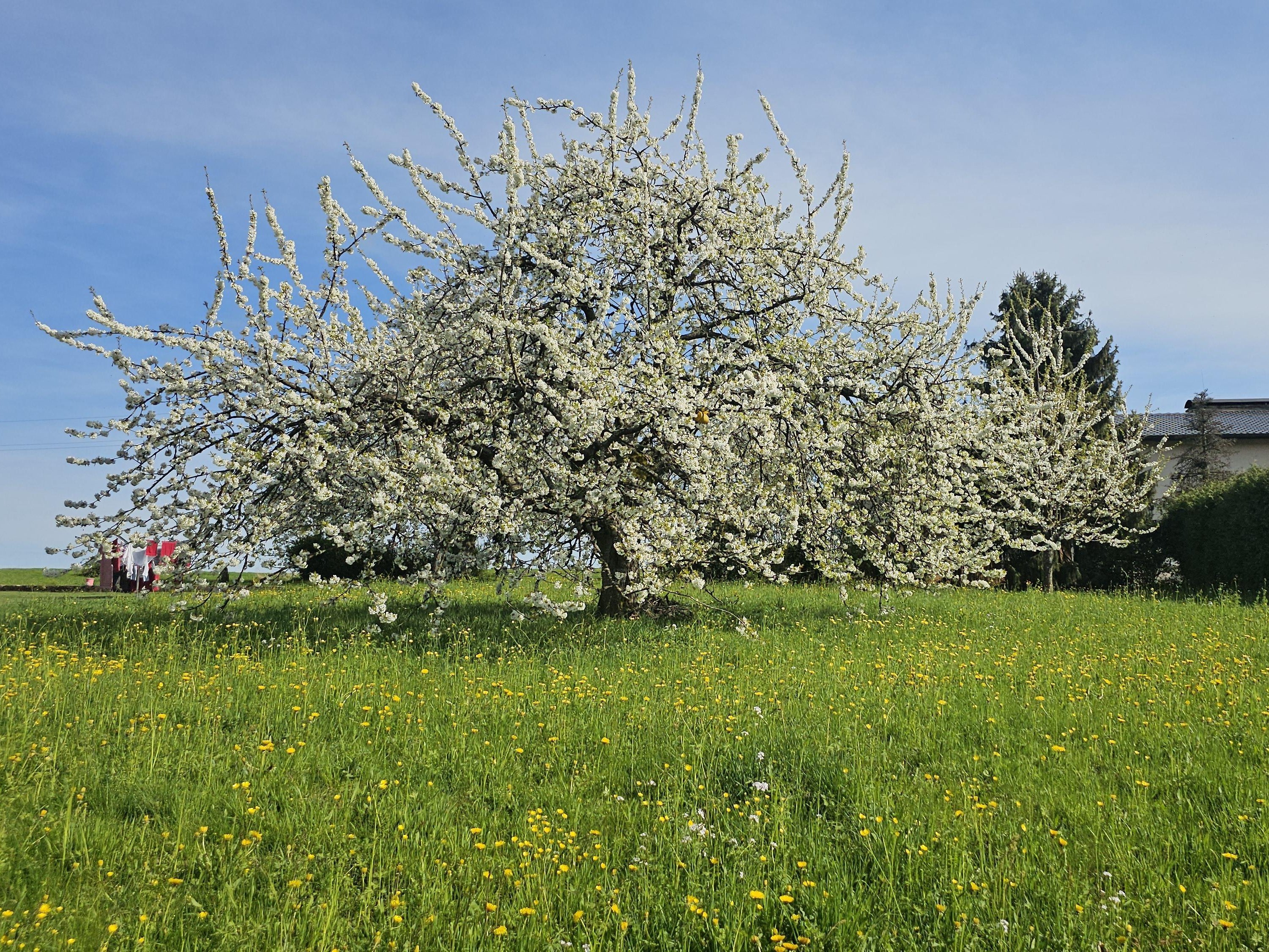 Frühling in Oberdielbach
