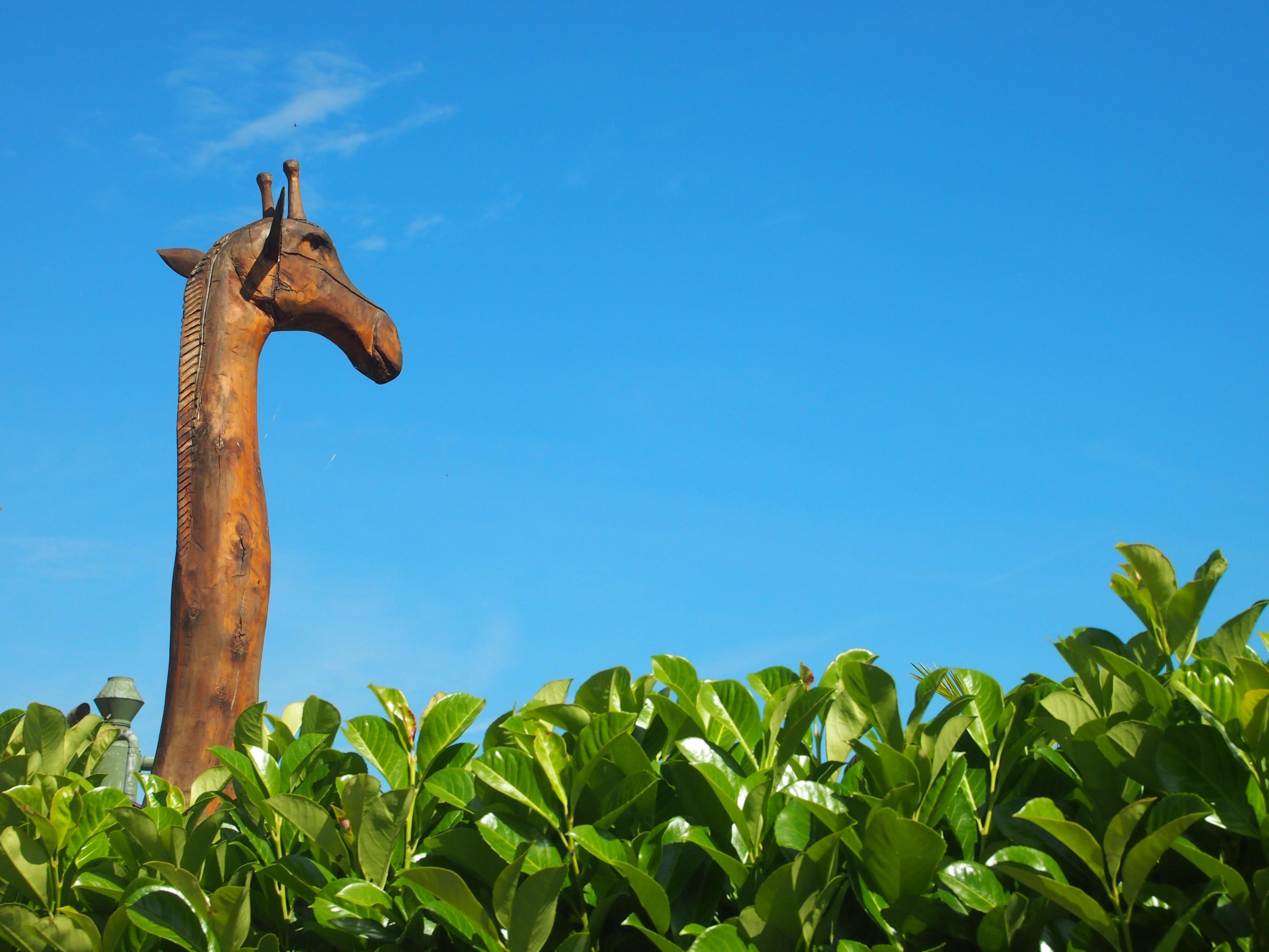 Giraffen in Schollbrunn