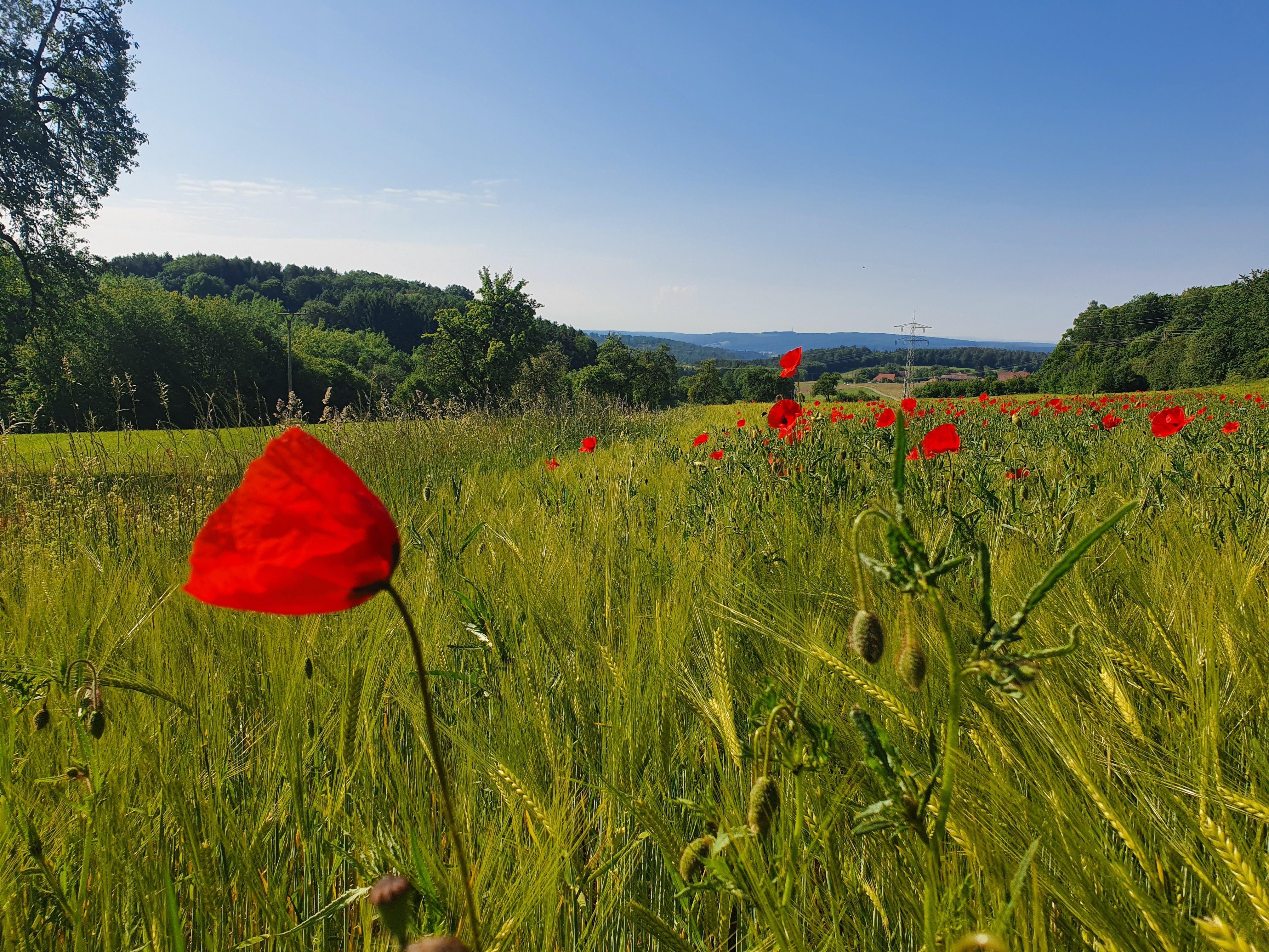 Blick nach Lauerskreuz