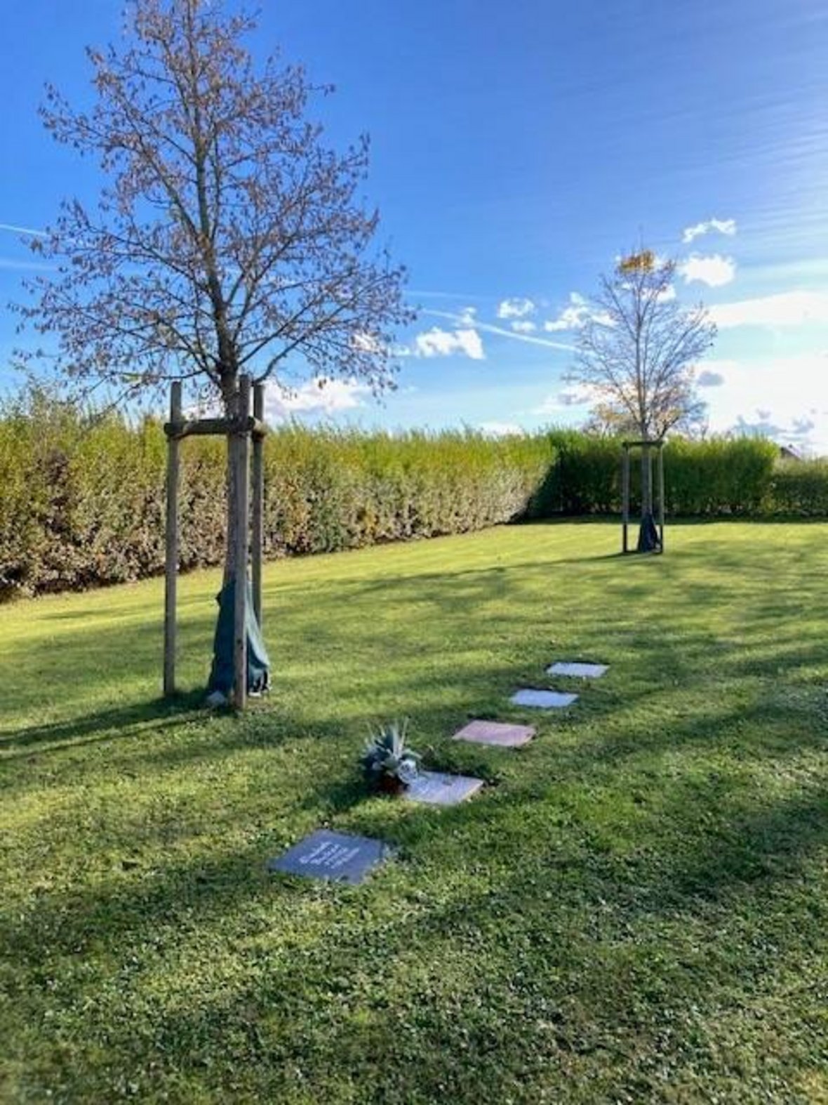 Urnenrasenbestattung am Baum in Weisbach