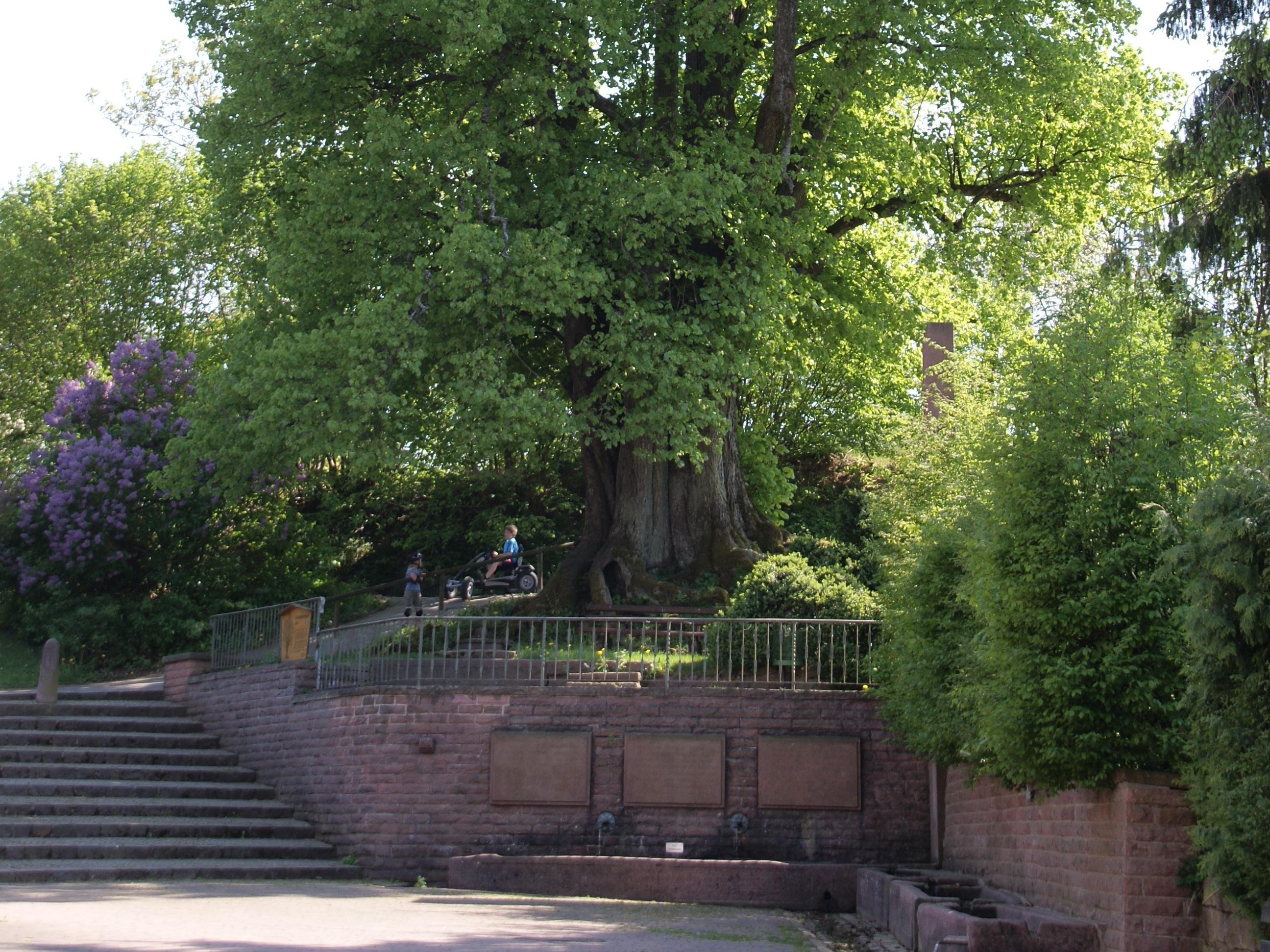 Naturdenkmal Dorflinde in Waldkatzenbach